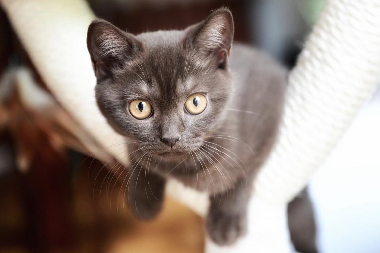 4 races de chat qui sont les moins indépendantes 