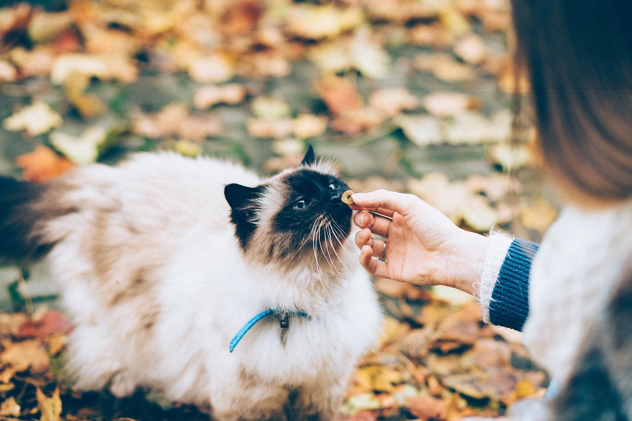 races de chat qui sont les moins joueuses