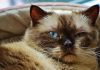 races de chat les moins sociables