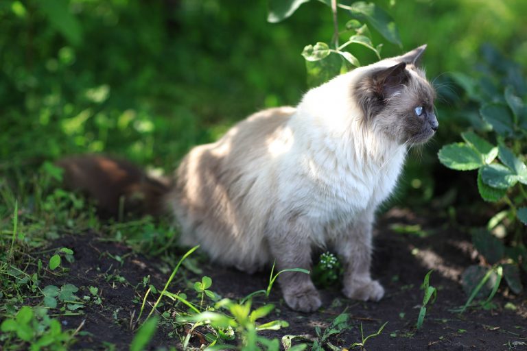 races de chat qui ne peuvent pas vivre en ville