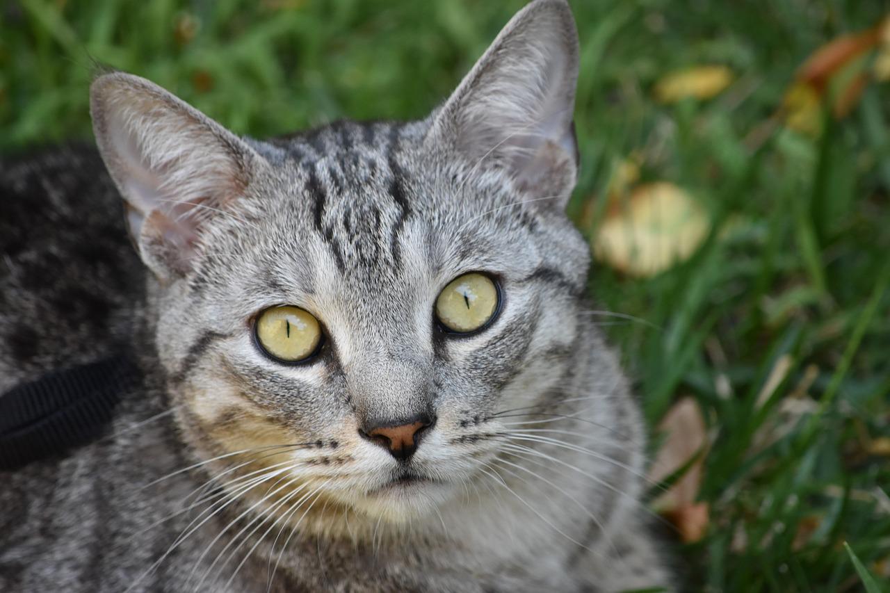 races de chat les plus récentes