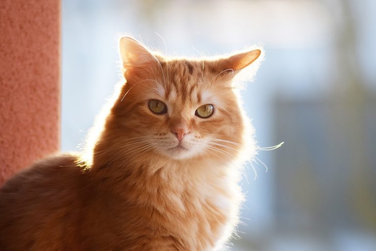 4 races de chat que vous avez pu voir sur vos écrans
