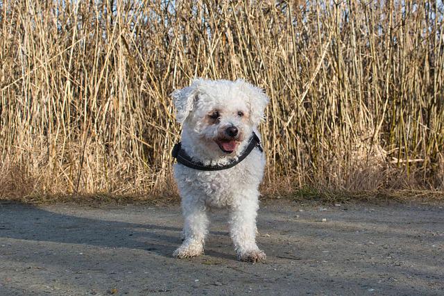 races de chien qui aiment voyager