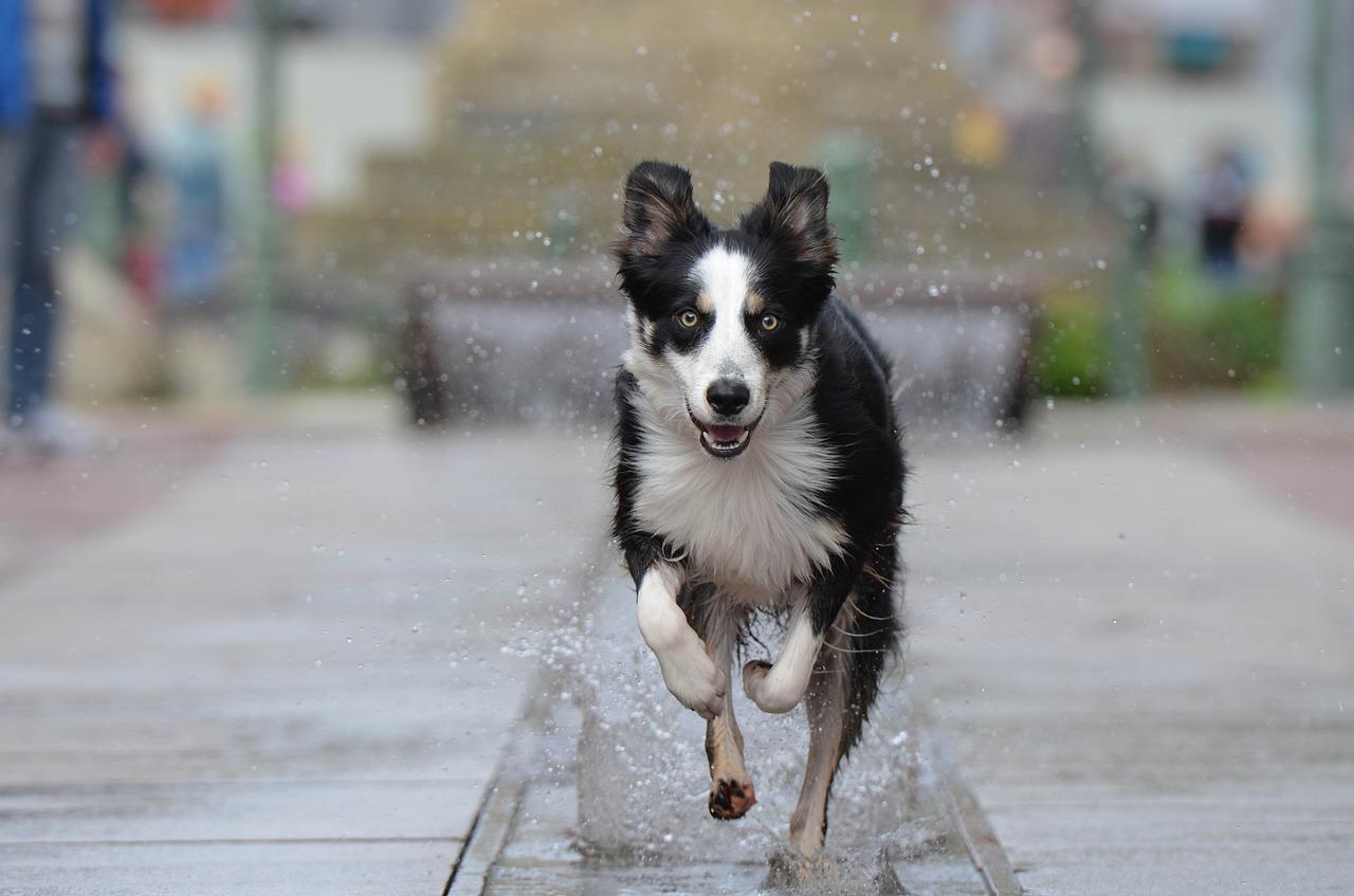 les races de chien qui aiment courir