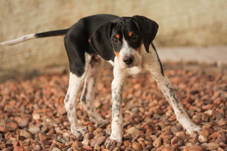 4 races de chien qui aiment le chaud