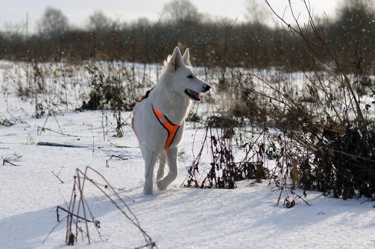 3 races de chien qui aiment la neige