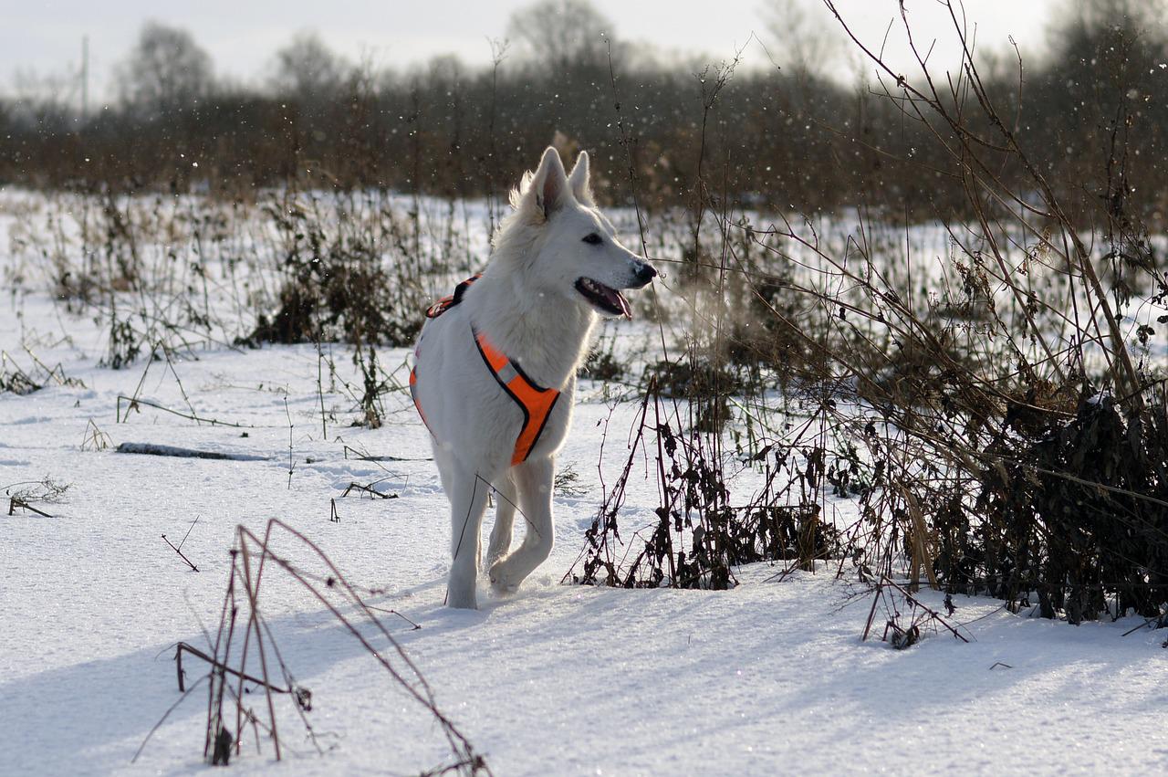 races de chien qui aiment la neige