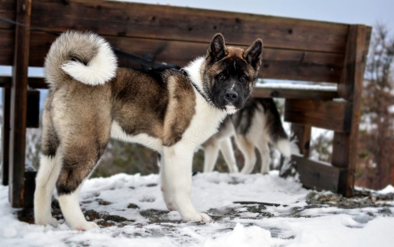 4 races de chien qui aiment le froid