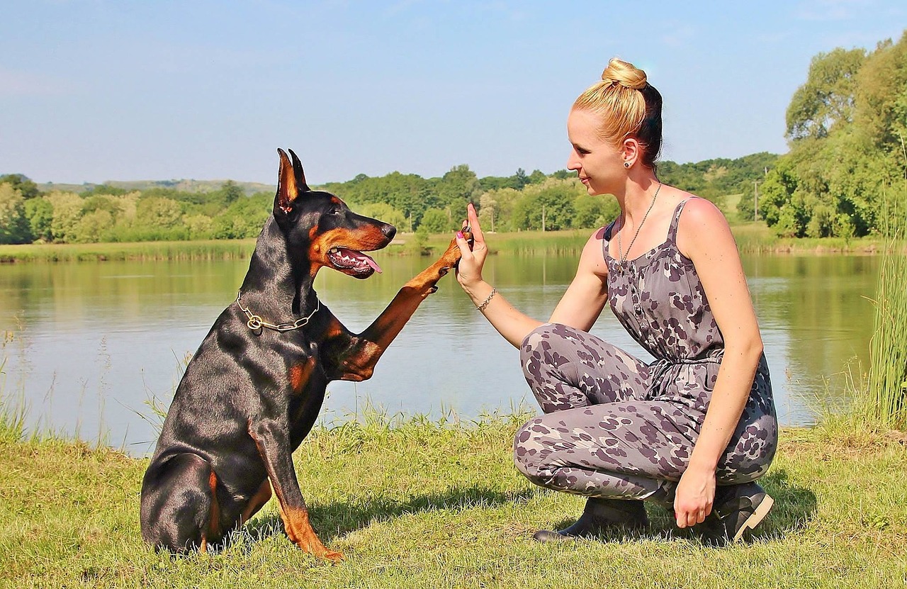 races de chien apprennent des tours