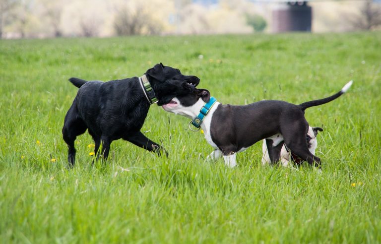 4 races de chien qui se battent le plus