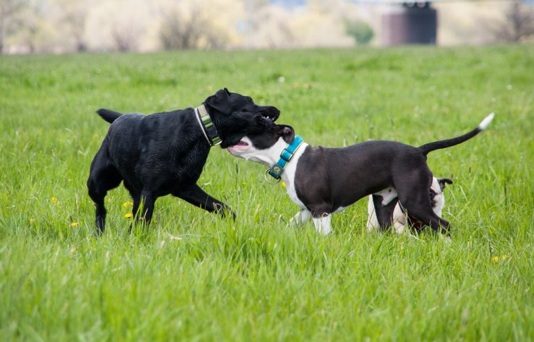 races de chien qui se battent le plus