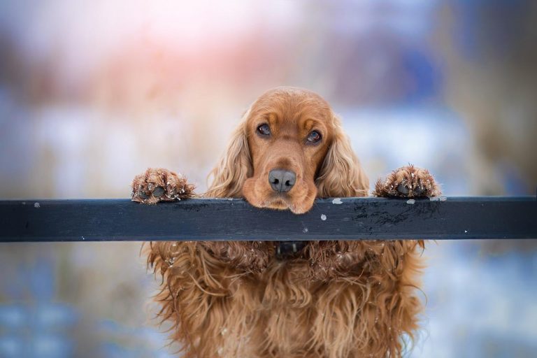 4 races de chien qui font beaucoup de bêtises