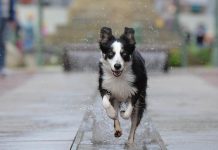 races de chien qui ont besoin de se dépenser