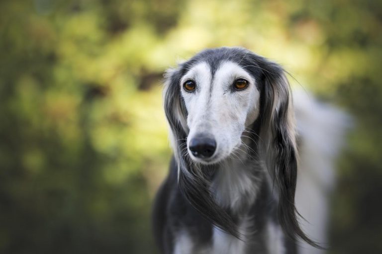 3 races de chien qui ont bon caractère