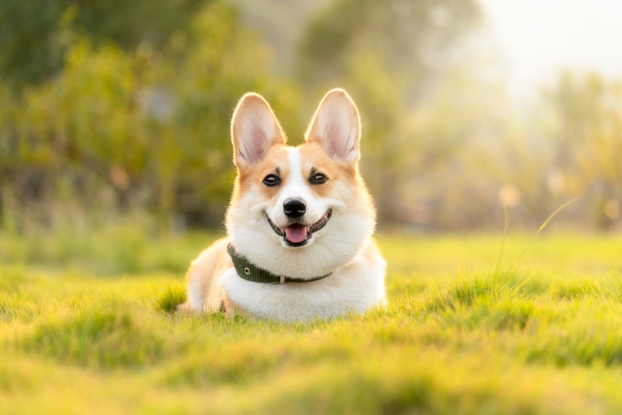 races de chien qui sont les plus célèbres