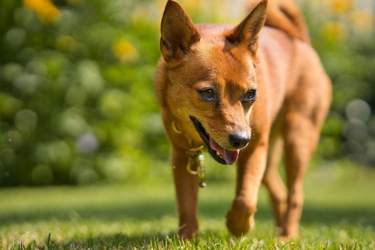 4 races de chien qui sont les plus curieuses