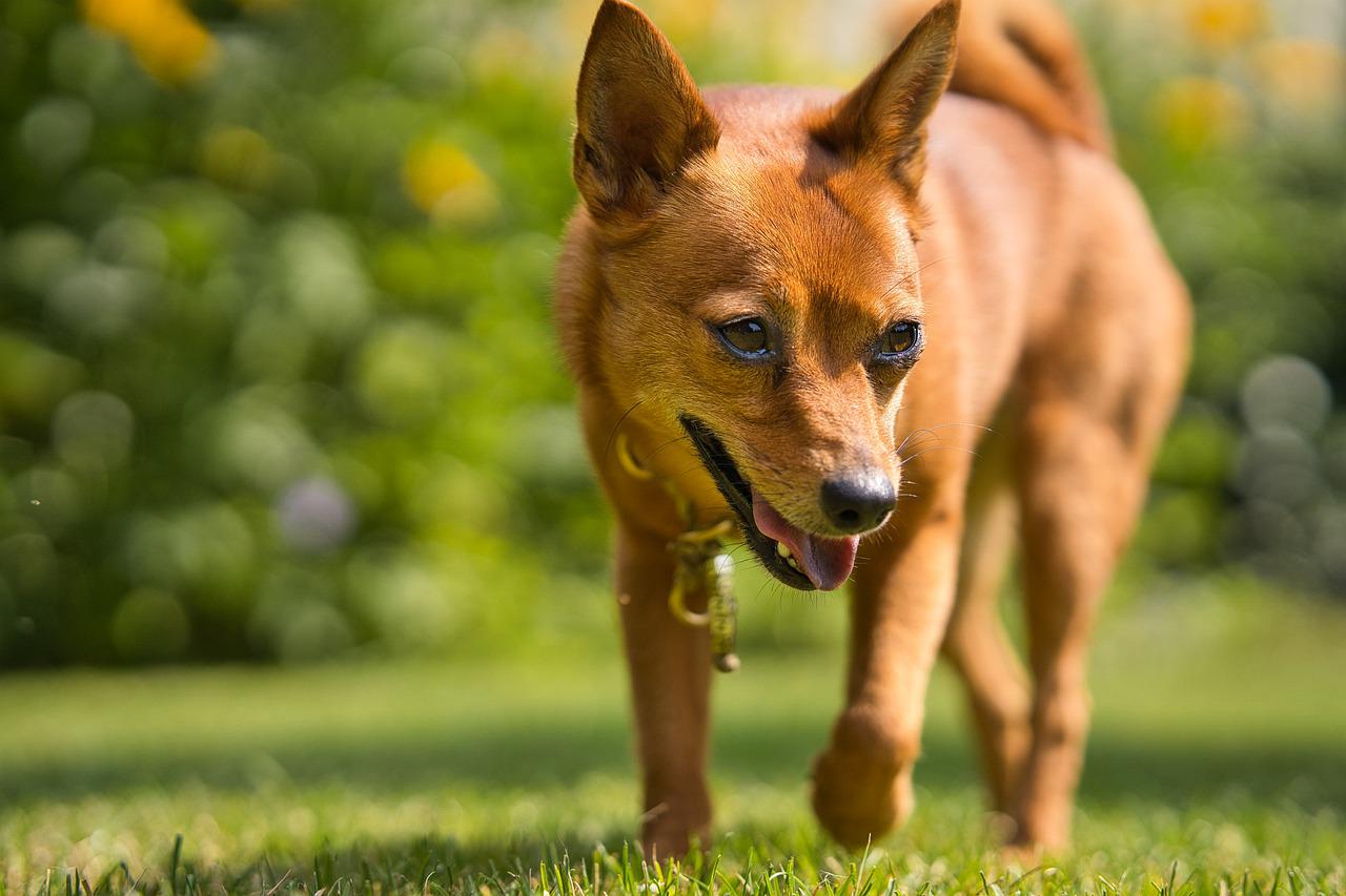 races de chien curieuses