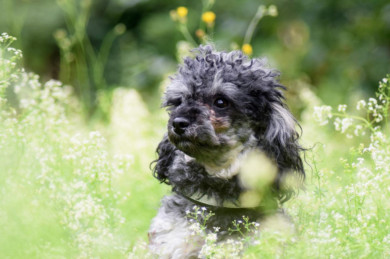 races de chien emmener en vacances