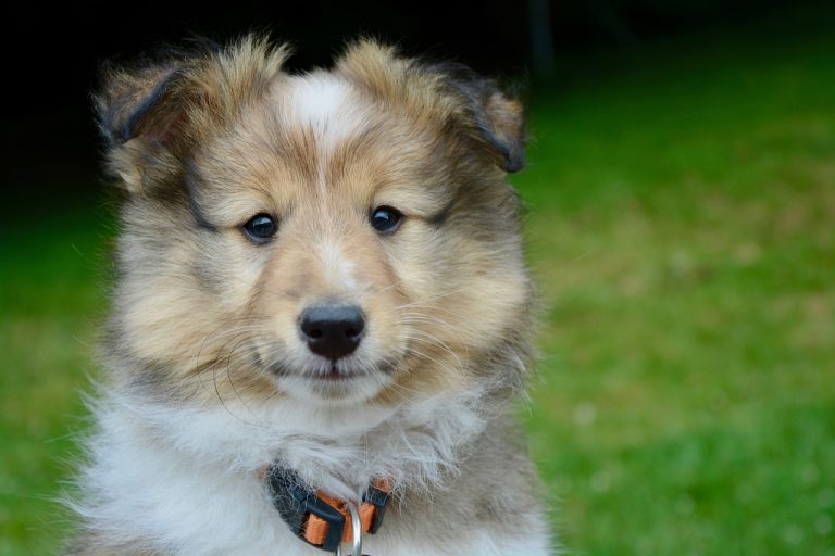 3 races de chien qui font le moins de bêtises