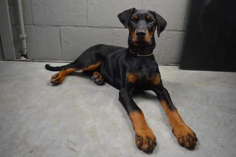 3 races de chien qui gardent la maison en votre absence !