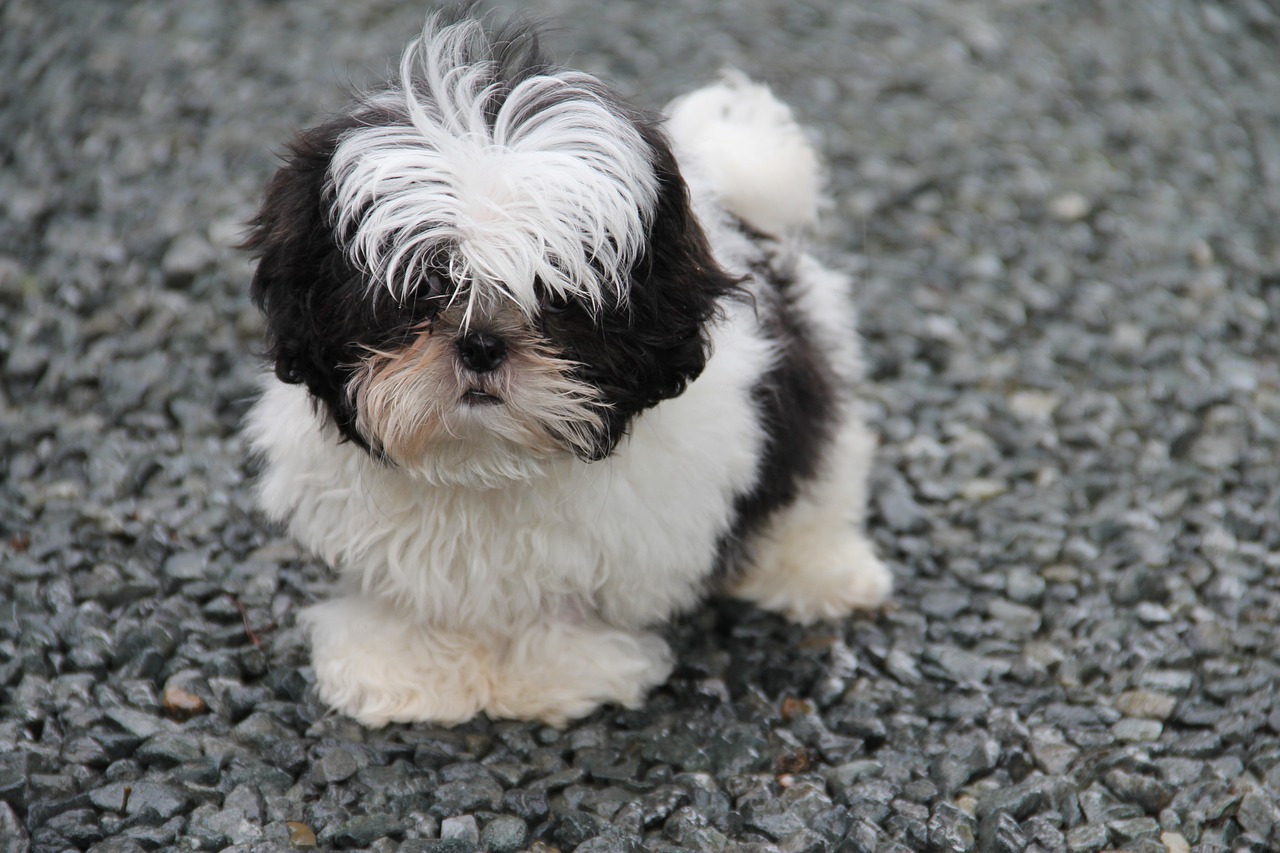 races de chien les plus indépendantes