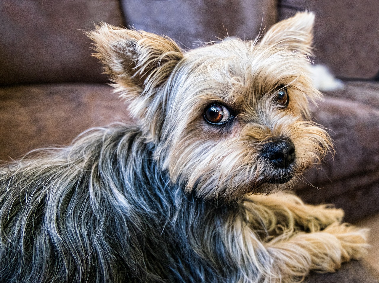 races de chien les plus jalouses