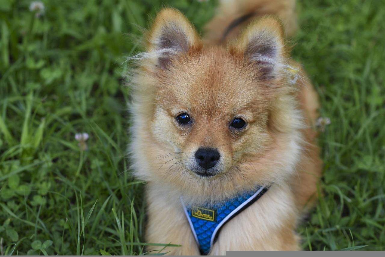 races de chien les plus légères