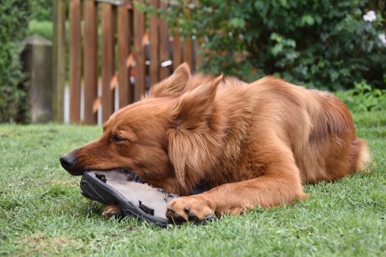 3 races de chien qui sont les plus destructrices
