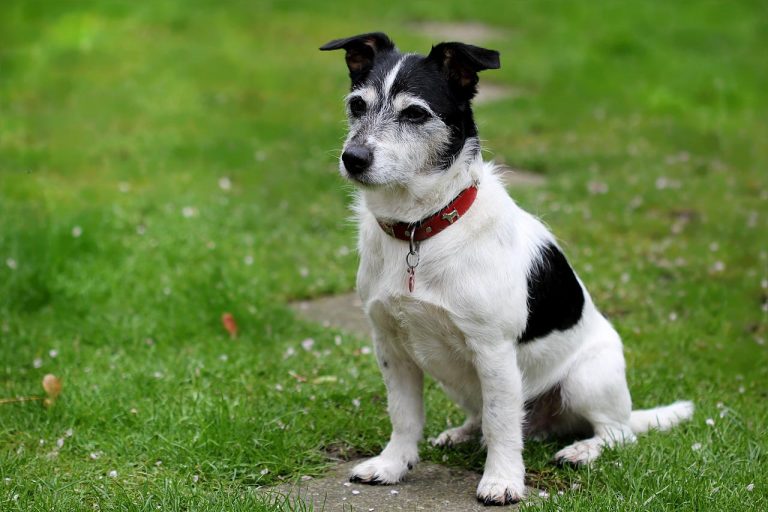 3 races de chien qui sont les plus rapides