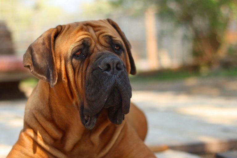 3 races de chien qui sont les plus lourdes