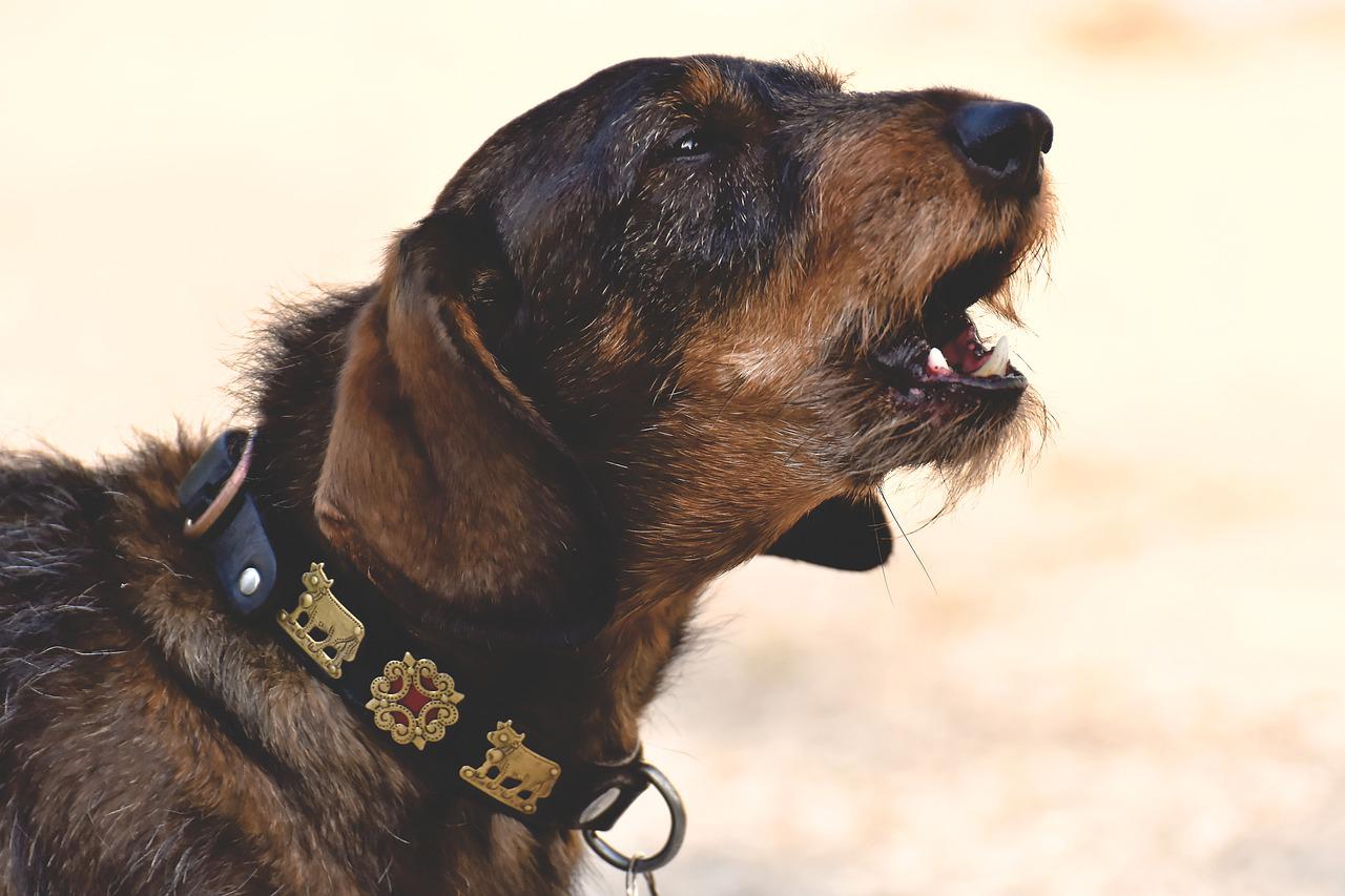 races de chien qui ont un mauvais caractère