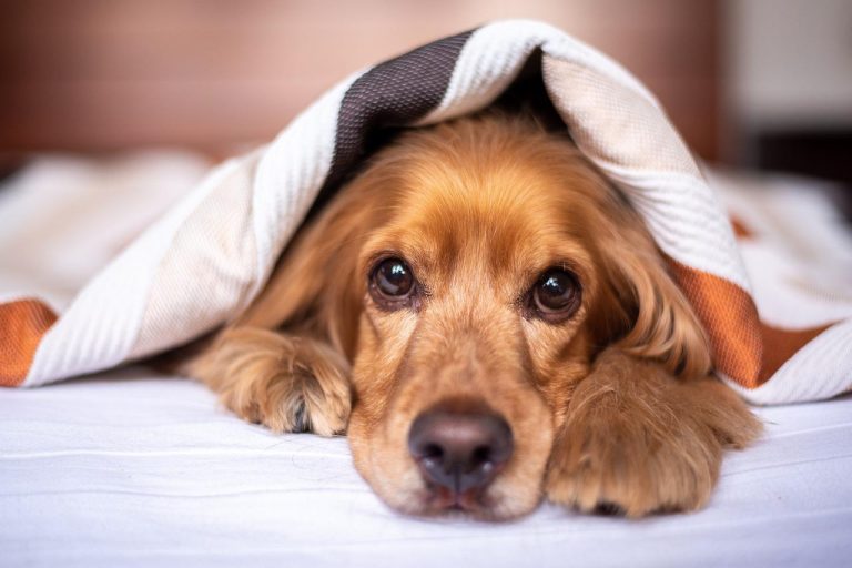 races de chien mauvais gardiens