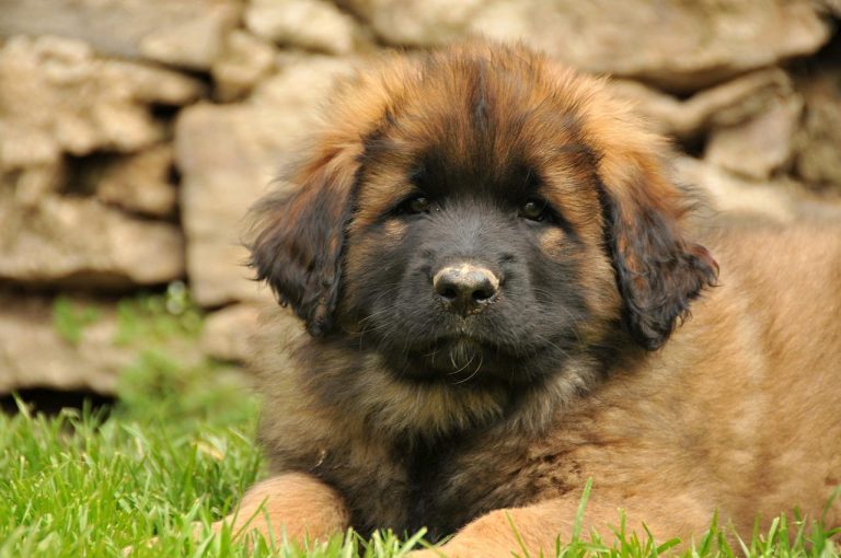3 races de chien qui méritent d’être plus connues