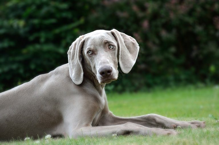3 races de chien qui ne sont pas chères à entretenir 