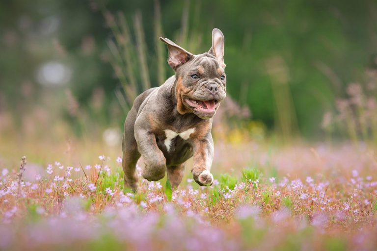 3 races de chien qui sont les moins intelligentes 