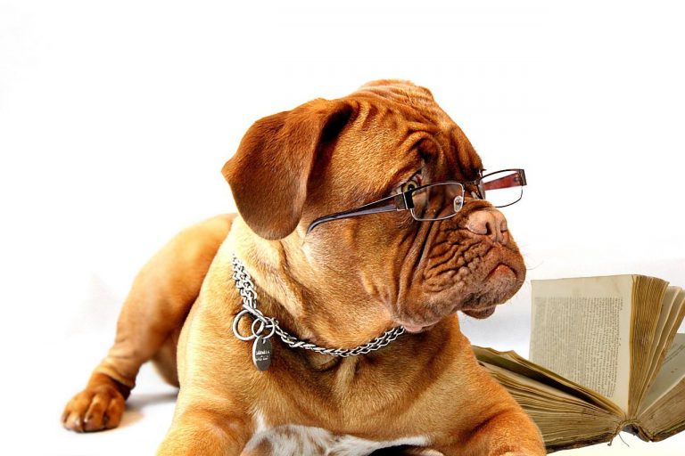 4 races de chien qui sont les moins joueuses