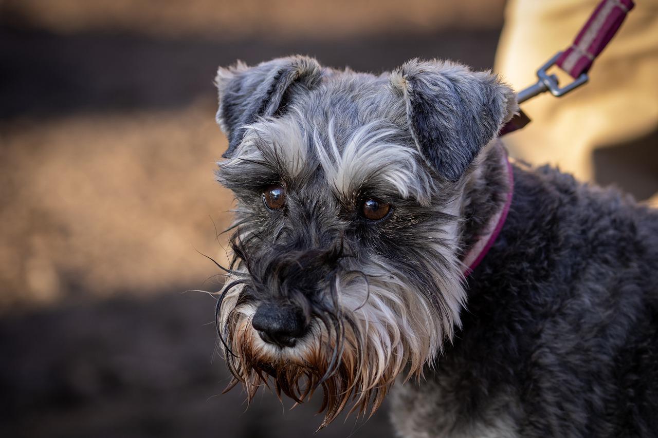 races de chien les moins populaires