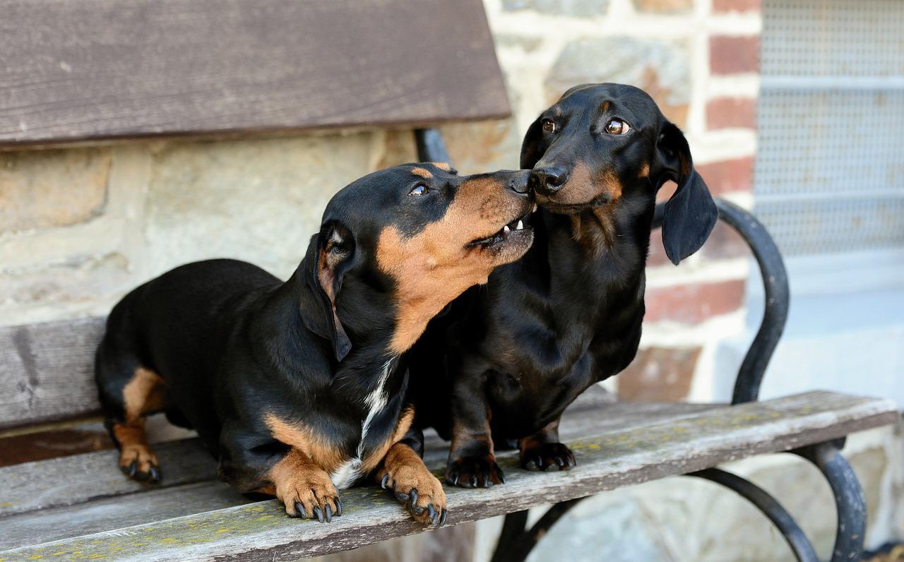 races de chien les moins sociables