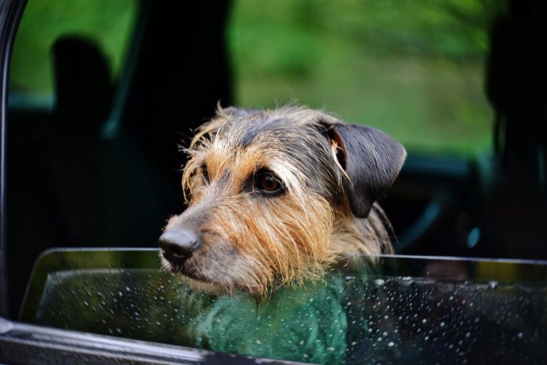 Les 9 races de chien qui ont souvent le mal des transports