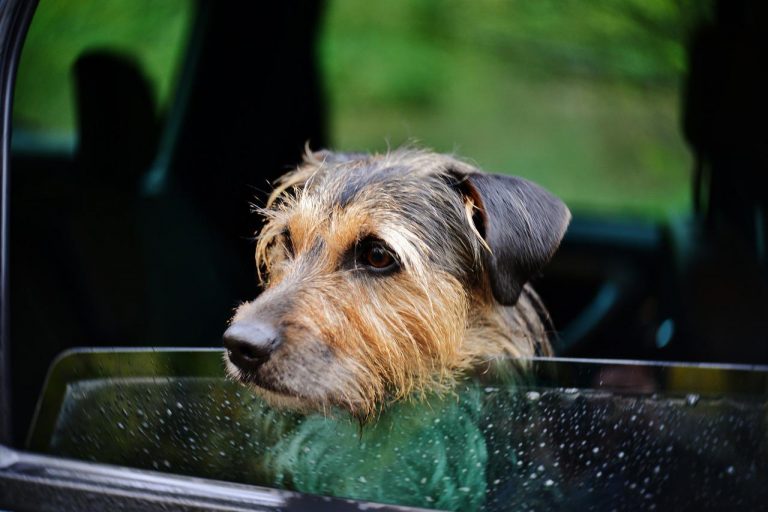 races de chien qui ont le mal des transports