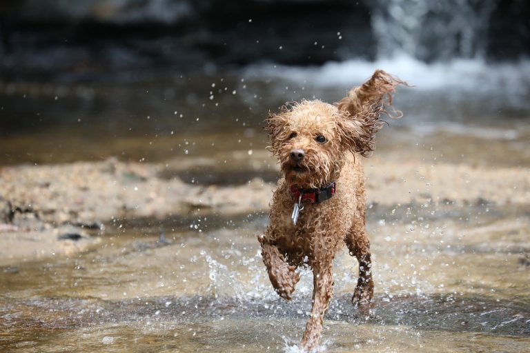 4 races de chien que vous pouvez emmener en vacances