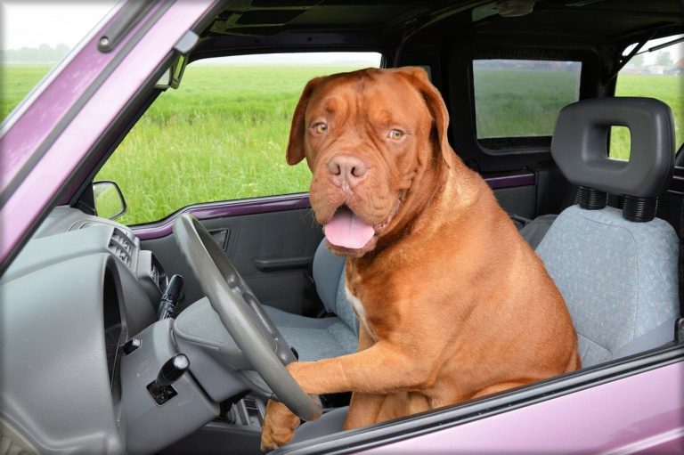 5 races de chien qui ne sont pas malades en voiture