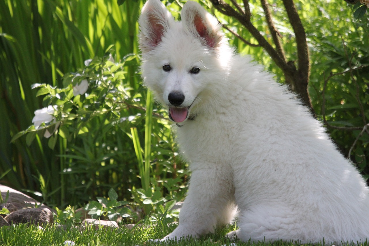 races de chien qui ne sont pas malades en voiture