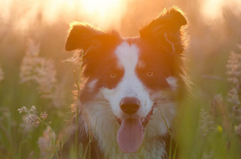 5 races de chien qui ne peuvent pas vivre en ville