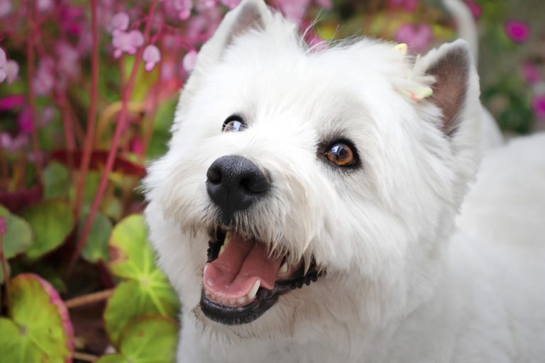 races de chien qui sont les plus joyeuses 