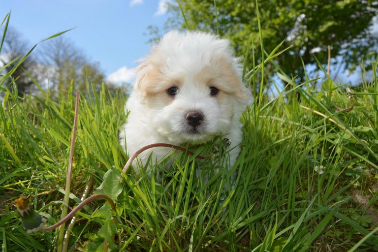 3 races de chien qui sont les plus sociables