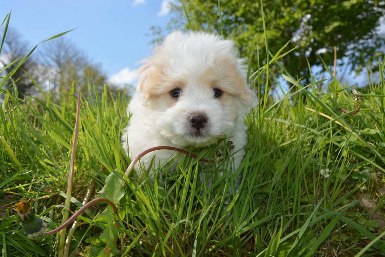 races de chien les plus sociables