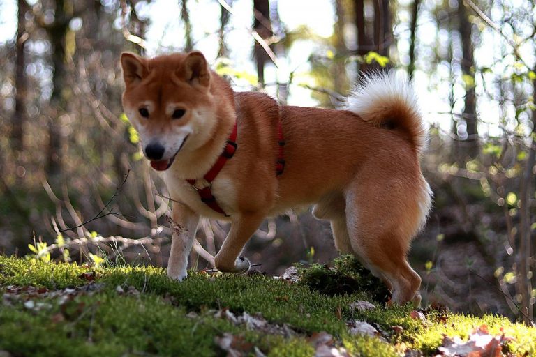 3 races de chien qui sont les plus têtues