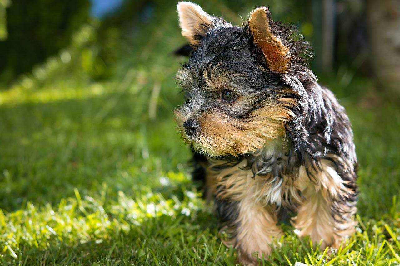 races de chien qui n’aiment pas le froid