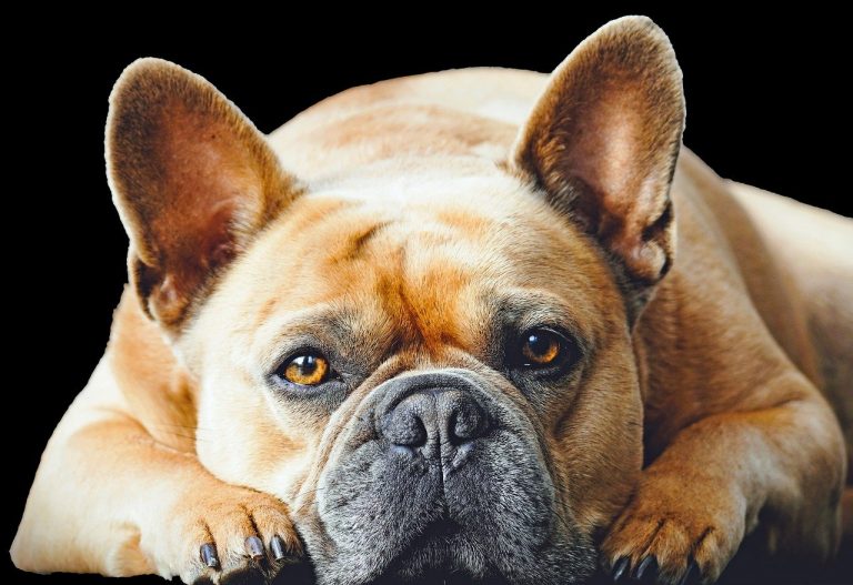 3 races de chien qui pètent le plus